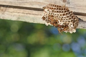 paper wasp nest removal
