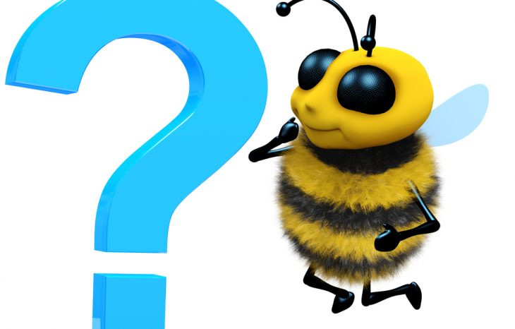 Questions to Ask Before Hiring a Bee Removal Company