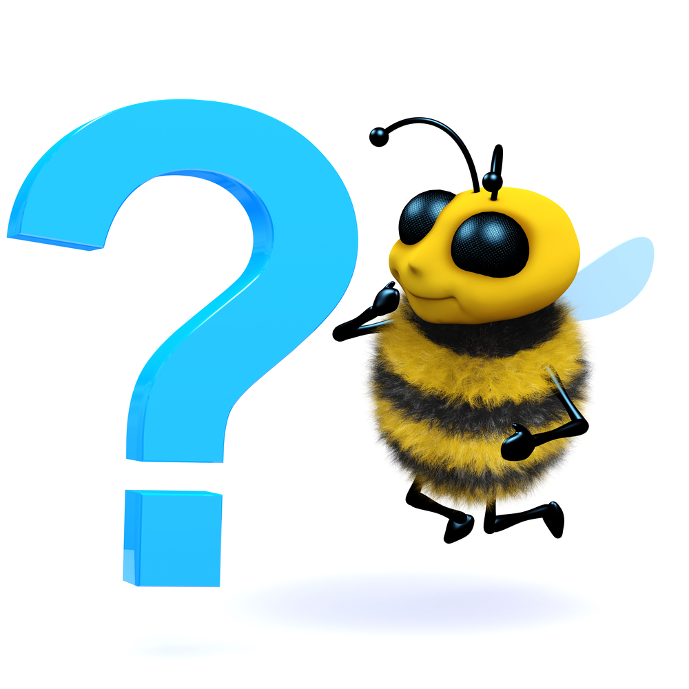 Questsions to Ask Bee Removal Company