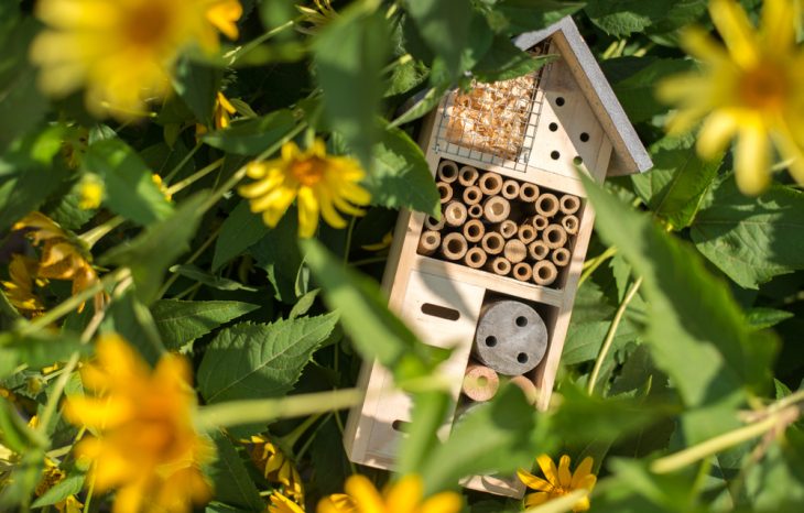 3 Reasons to Choose Bee Removal Over Extermination