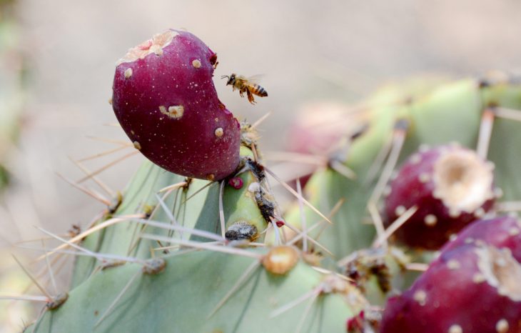 The Danger of Killer Bees in Arizona