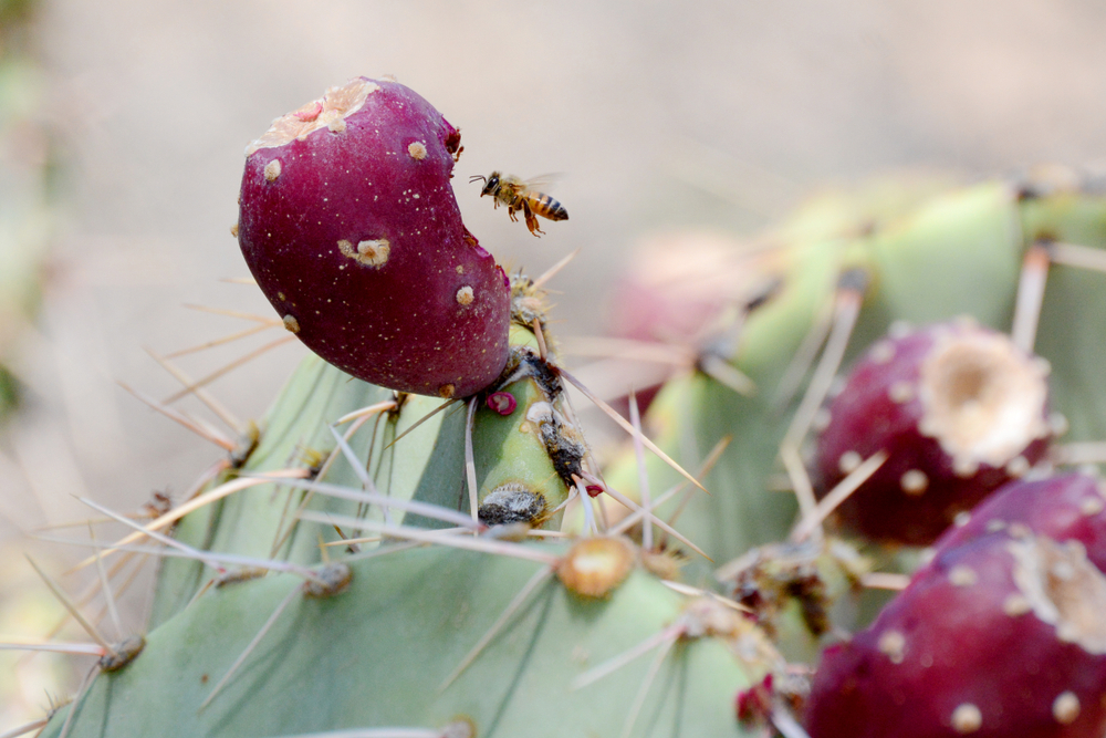 Africanized killer bee in arizona on cactus