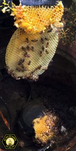Bees on a hive in Allen Texas
