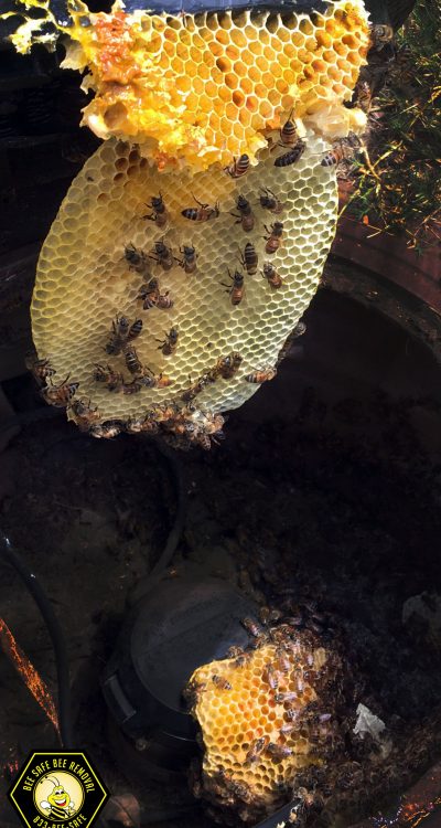 Bees on a hive