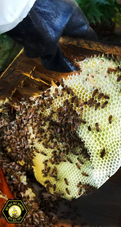 Honey Bee Hive Inside Wall