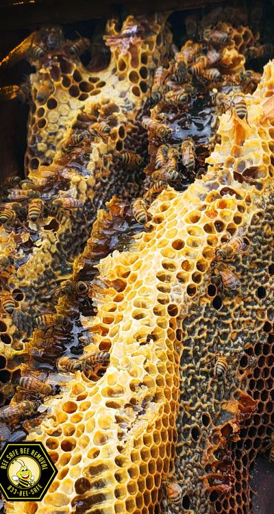 Honeycomb Close up Honeycomb Close up