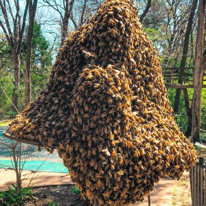 Bee Swarm Removal