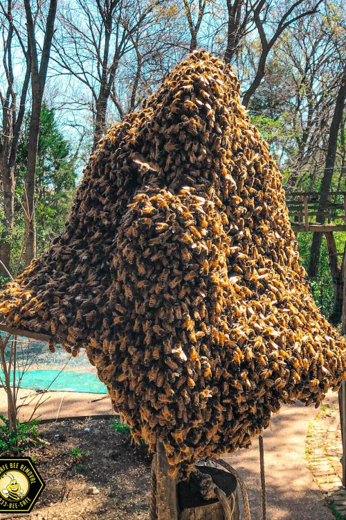 Bee Swarm Removal