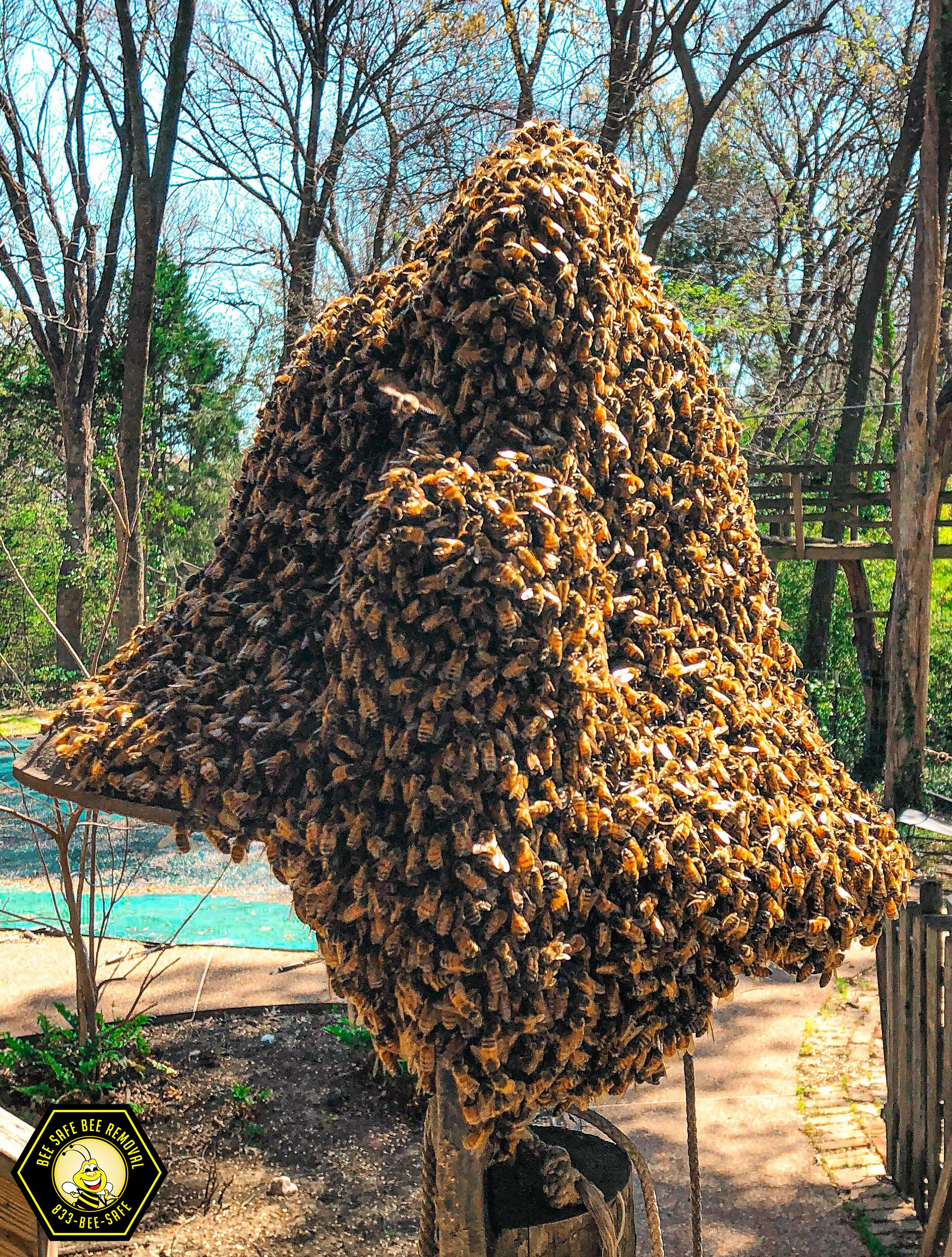 Bee Swarm Removal