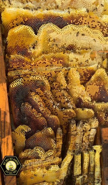 How bees nest