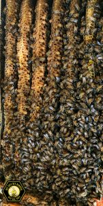 Giant beehive and wasp removal in Plano, Texas