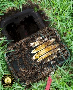 Bee Removal in Highland Park