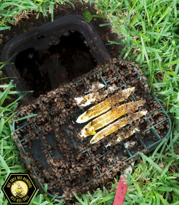 Bee Removal in Highland Park