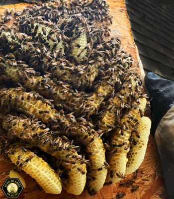 Bee removal from the roof