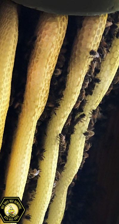 Bee and Wasp Removal Bee and Wasp Removal