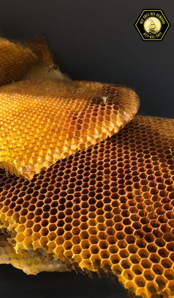 Bee honey comb