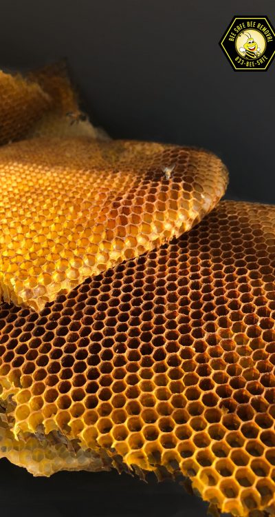 Bee honey comb