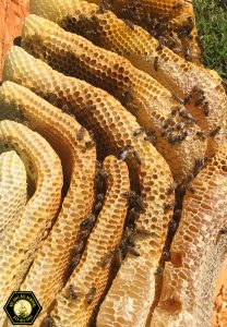 Thousands of bees removed from Plano, Texas
