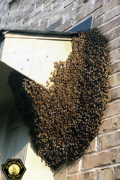 Bees and Wasps on a Soffi