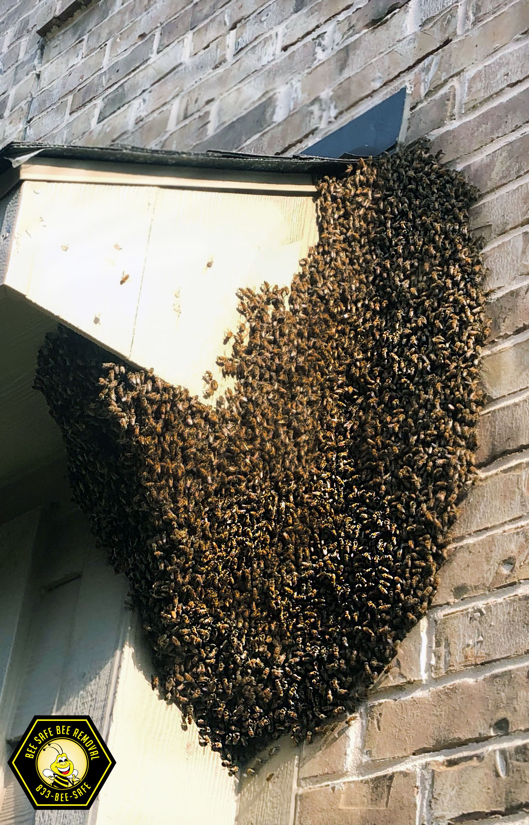 Bees and Wasps on a Soffit in Frisco