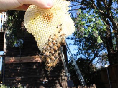 Beekeeper holding bees