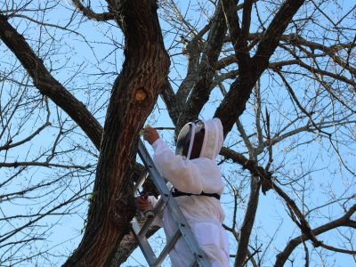 Bee proofing