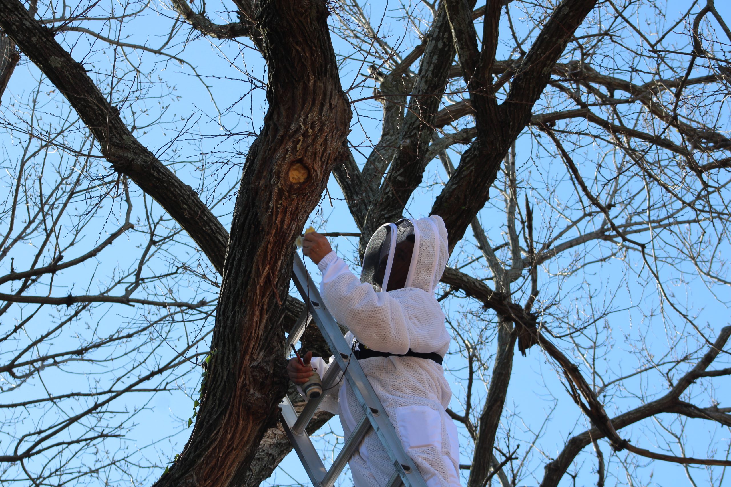 Bee proofing