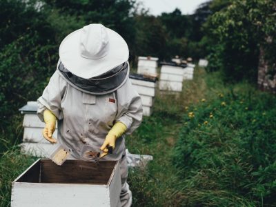 Professional bee removal