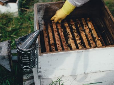 Saving bees