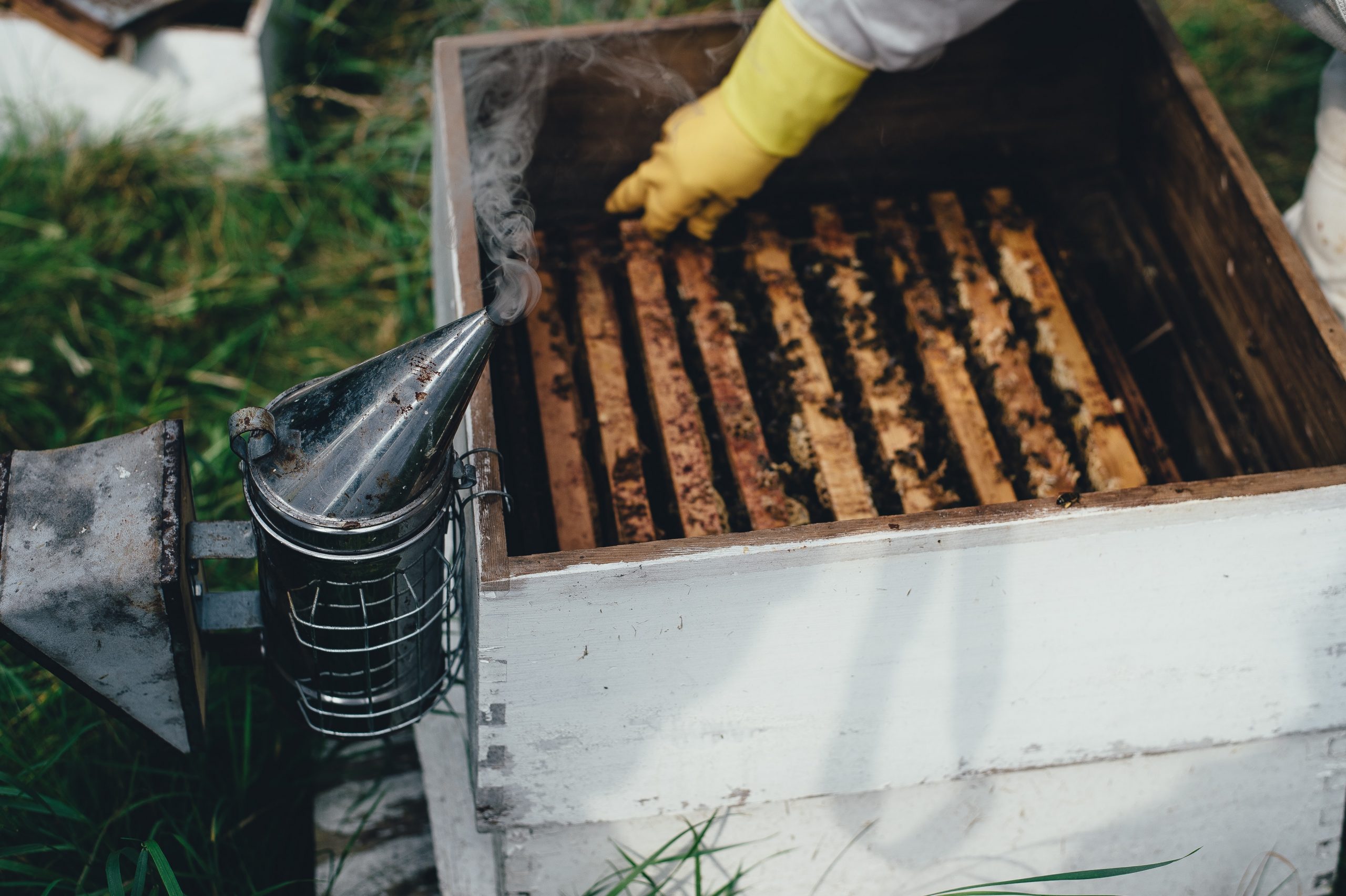 Saving bees