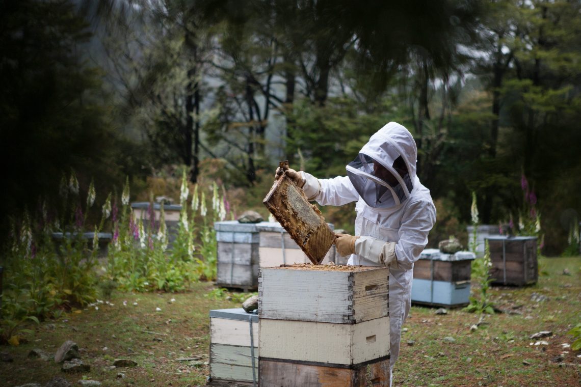 Professional Beekeeper preventing bee infestations