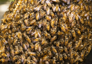 Honey Bee Swarm