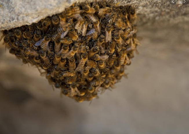 What is a bee swarm?
