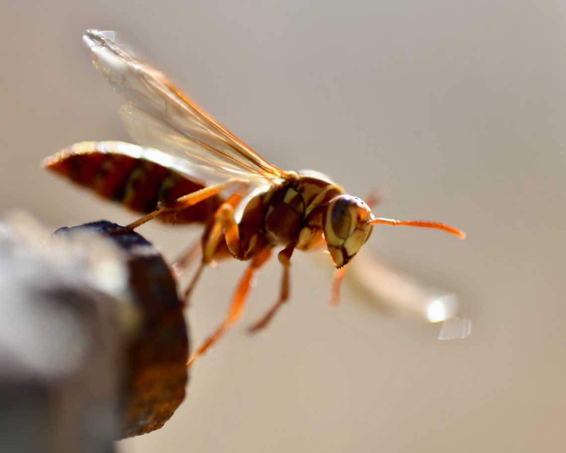 Wasp Removal Austin