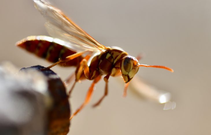 Yellow Jackets Extermination on Horseshoe Drive