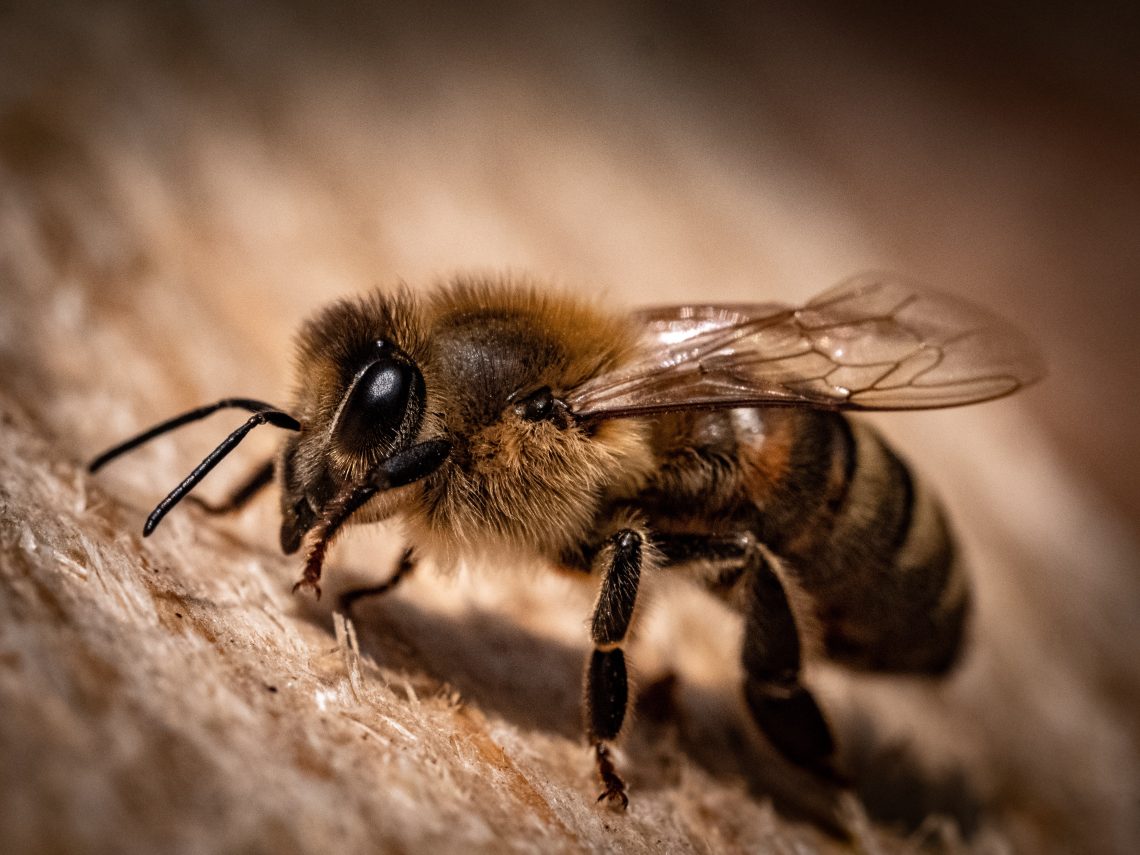 What is the price of bee removal?