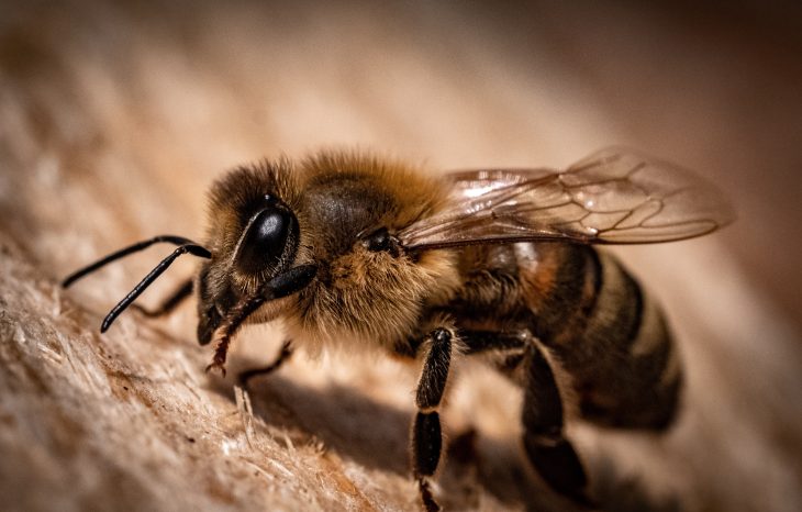 How much does it cost to have bees removed?