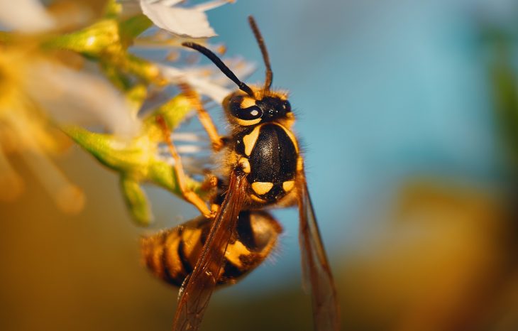 The Benefits of Wasps