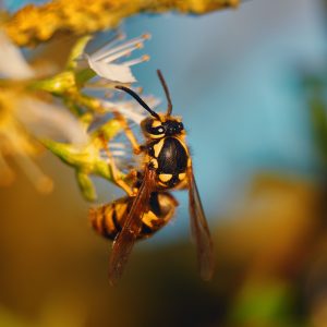 flower wasp