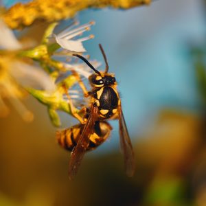 Wasp removal Wasp removal