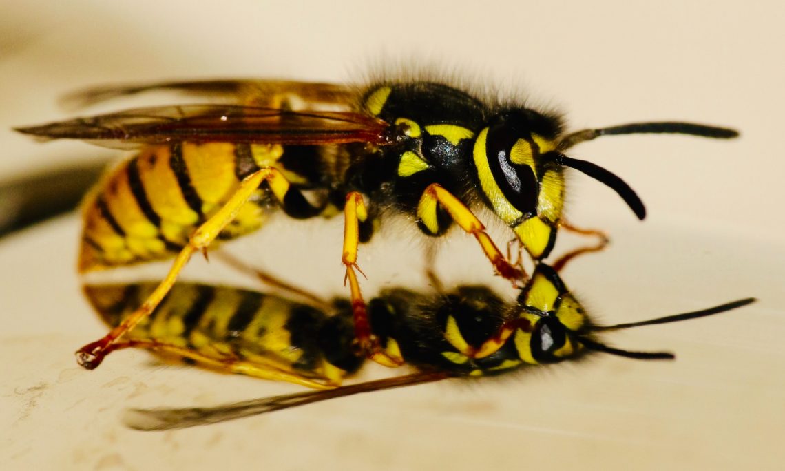 Wasp Removal Dallas