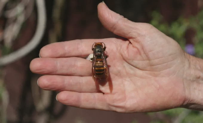 The Invasion of the Murder Hornets