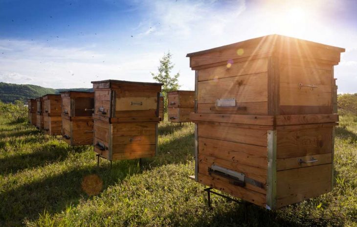 Bee Apiary 101: Life of a Beekeeper