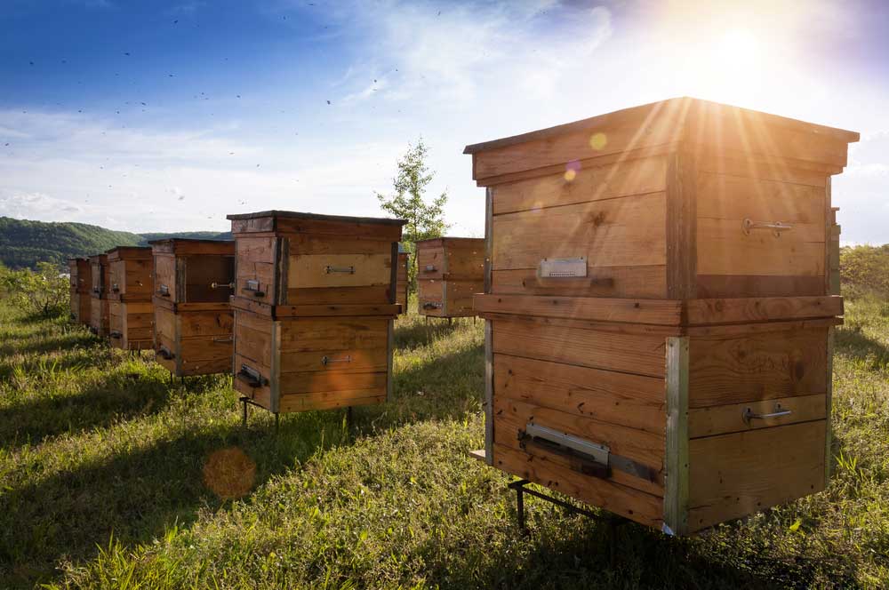 Texas Bee Apiary