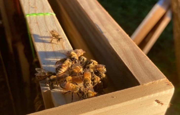 Honey Bees Dying at Increasing Rates