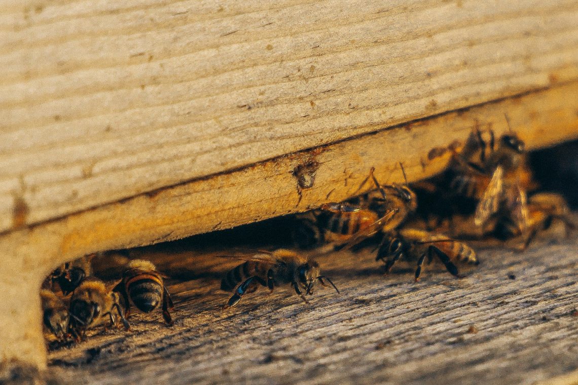 Bee yard texas