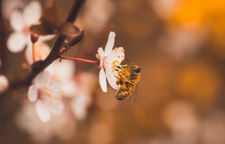 How Pollination is Important to Bees