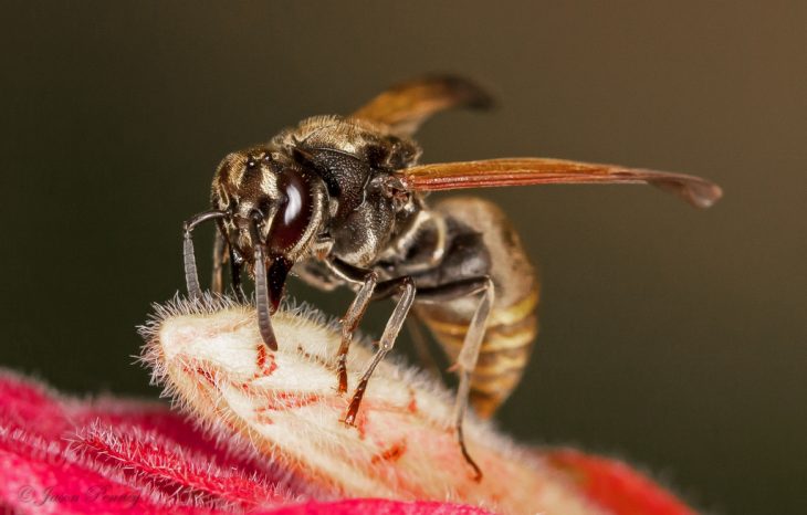 Habitats of the Mexican Honey Wasps