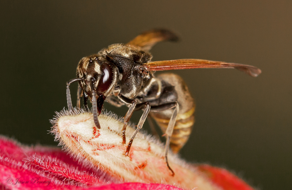 Mexican Wasp