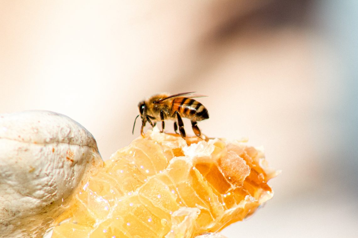 How is honey made by bees